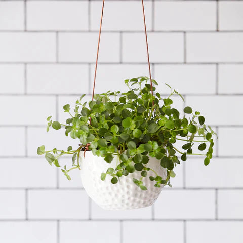 Burgon & Ball Dot Hanging Pot