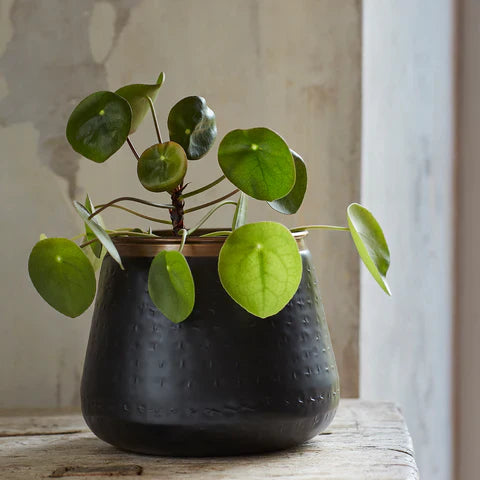 Burgon & Ball Sahara Sunset Metal Plant Pot