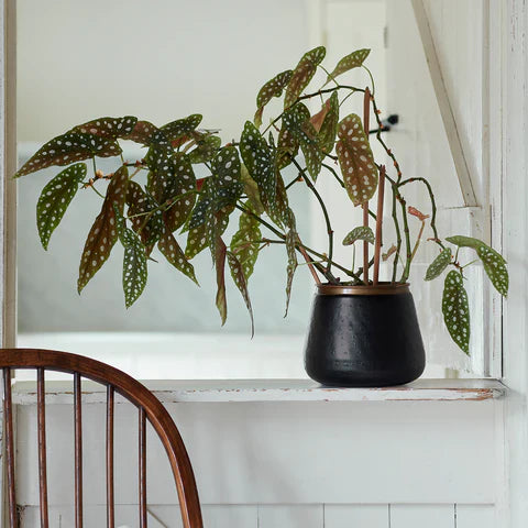 Burgon & Ball Sahara Sunset Metal Plant Pot