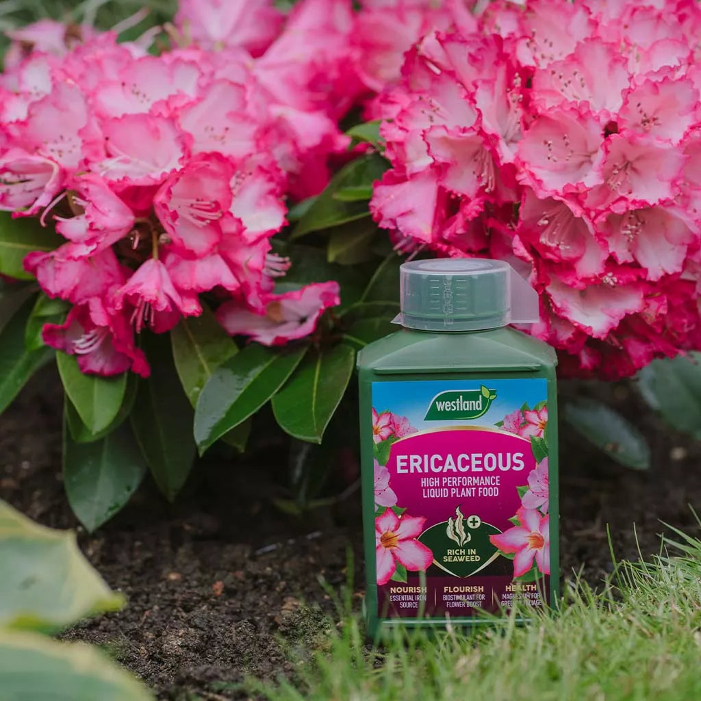 Westland Ericaceous High Performance Liquid Plant Food 1L