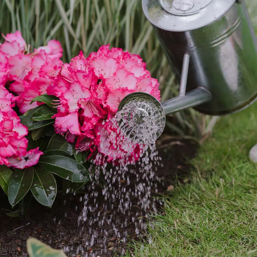 Westland Ericaceous High Performance Liquid Plant Food 1L