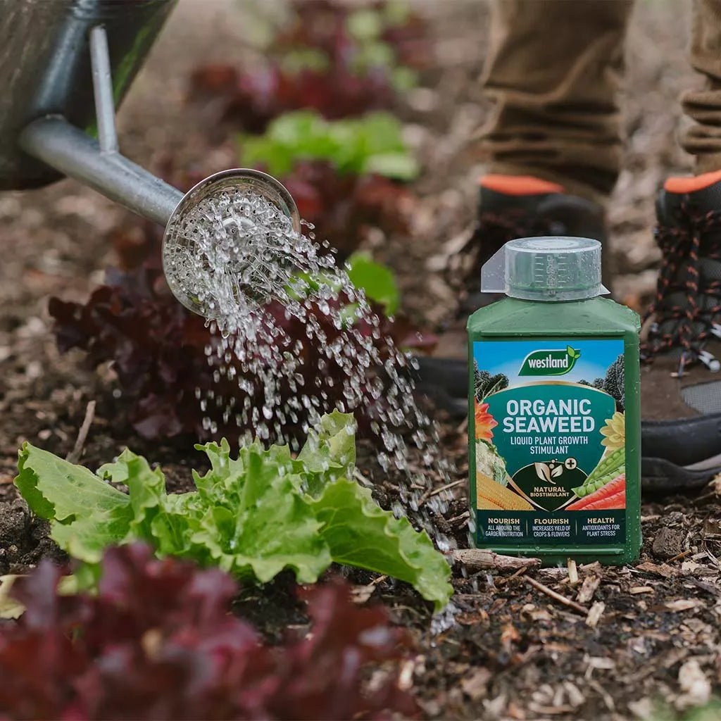 Westland Organic Seaweed Liquid Plant Food 1L