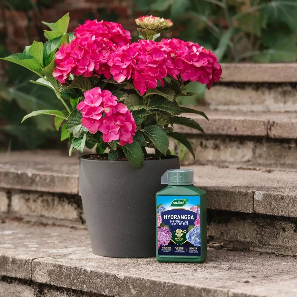 Westland Hydrangea High Performance Liquid Plant Food 1L